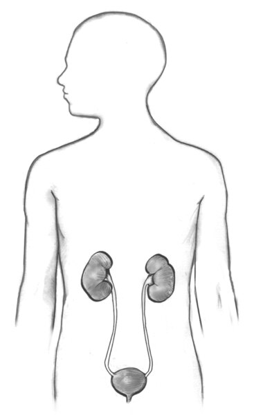 Anatomical drawing of the kidneys, ureters, bladder, and urethra within the outline of a male figure.