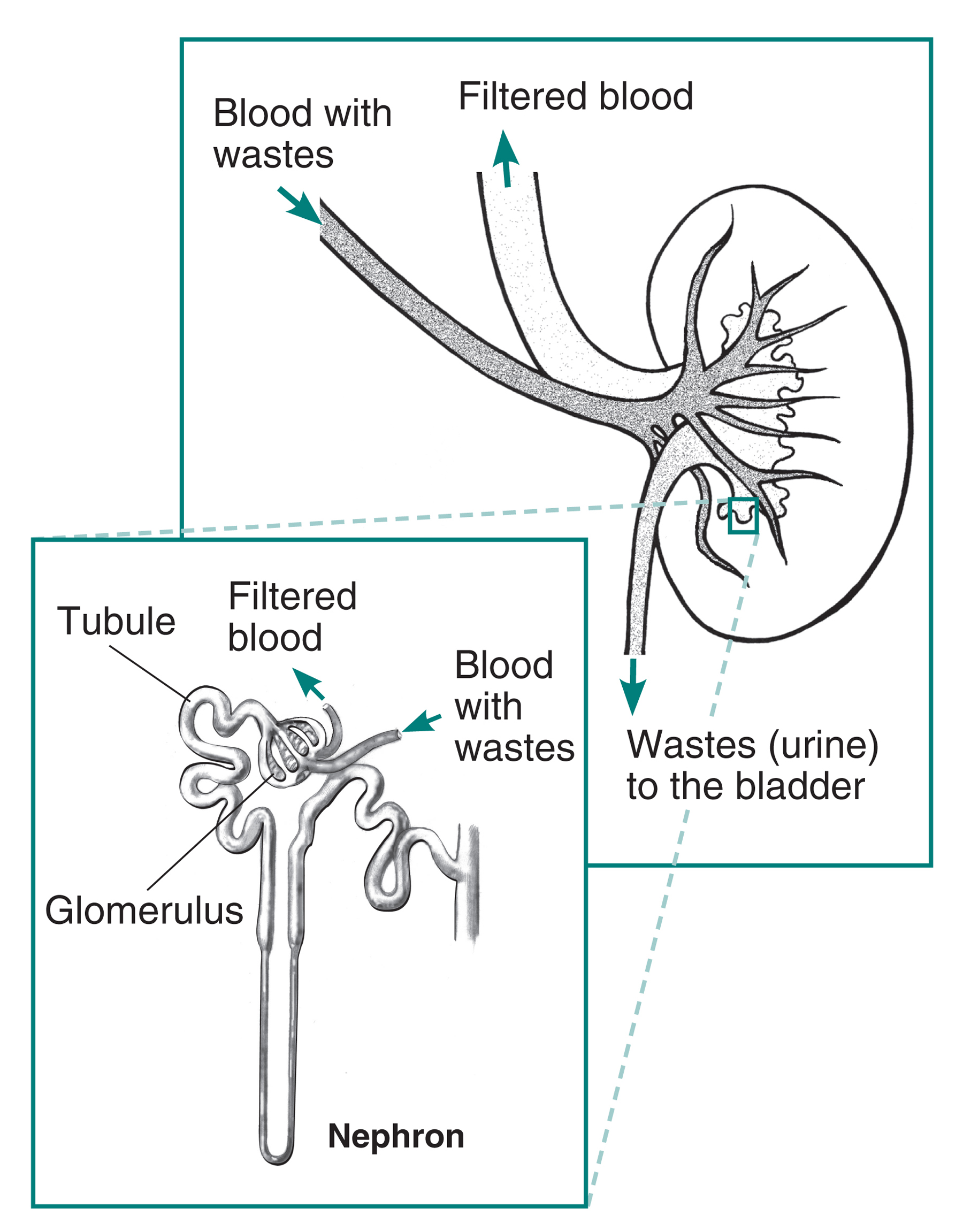 Kidney Nephron Glomerulus