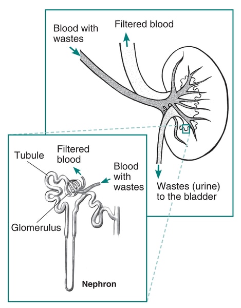 Drawing of the kidney. Blood with wastes enters the kidney, filtered blood exits, and wastes go to the bladder. Inset shows a nephron with glomerulus and tubule.