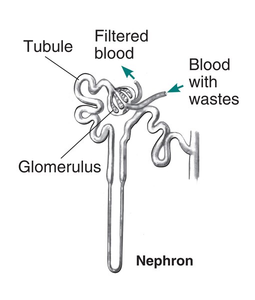 Drawing of a nephron with labels pointing to glomerulus, tubule, filtered blood and blood with wastes.