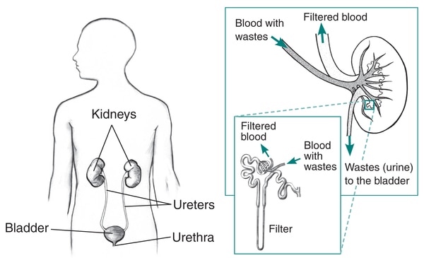 Outline of a male figure showing the urinary tract. First inset shows the filtering process of the kidney. Second inset shows one filter within the kidney.