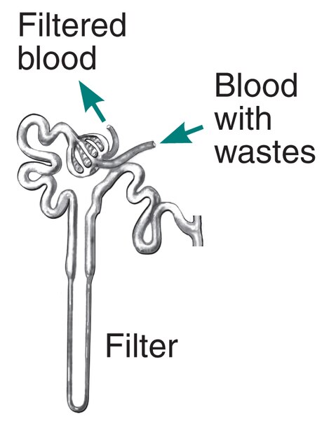 Drawing shows the filtering process of the kidney. Labels point to filter, filtered blood and blood with waste.