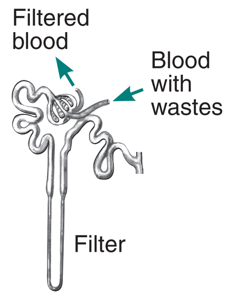 Drawing shows the filtering process of the kidney. Labels point to filter, filtered blood and blood with waste.