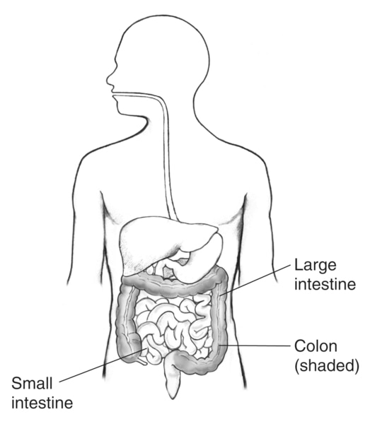 Drawing of the digestive tract within outline of male body, with labels pointing to small intestine, large intestine, and colon (shaded).