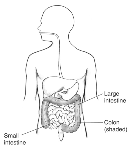 Digestive System Diagram - Vintage Anatomy Drawing by Vintage Anatomy  Prints - Fine Art America