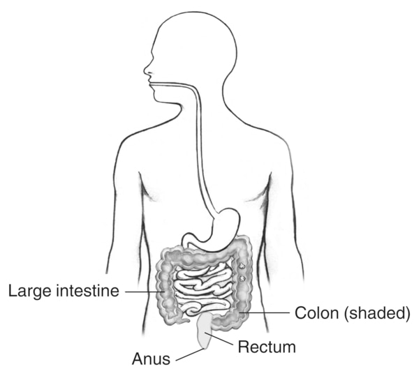 Drawing of the digestive tract within outline of male body, with labels pointing to large intestine, colon (shaded), rectum, and anus.