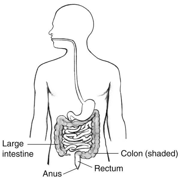 Drawing of the digestive tract within an outline of the human body with labels pointing to the large intestine, colon, rectum, and anus.
