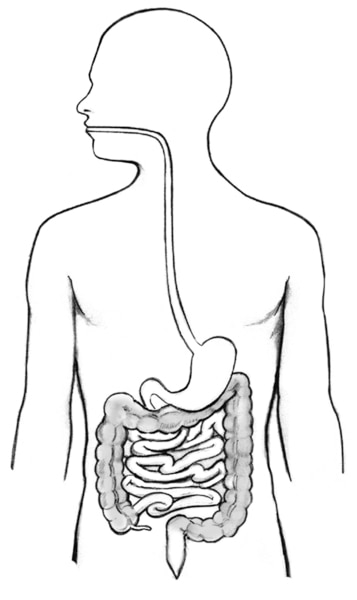 Drawing of the digestive tract within an outline of the human body, that includes the large intestine, colon (shaded), rectum, and anus.