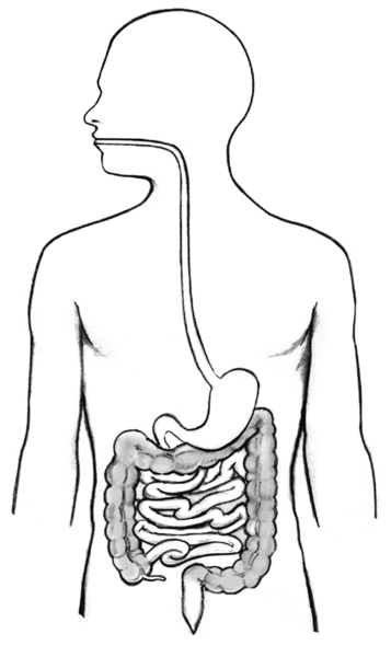 Drawing of the digestive tract within an outline of the human body, that includes the large intestine, colon (shaded), rectum, and anus.