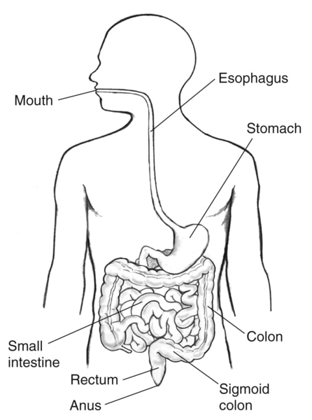 Drawing of the gastrointestinal tract within the outline of a male body, with labels pointing to the mouth, esophagus, stomach, small intestine, colon, sigmoid colon, rectum, and anus