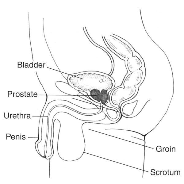Drawing of the side view of the male urinary tract, with labels pointing to the bladder, groin, penis, prostate, scrotum, and urethra.