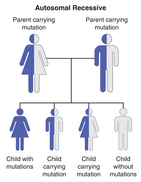 A chart showing how parents pass autosomal recessive mutations to children.