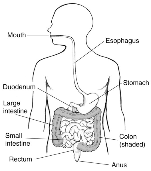 Drawing of the digestive tract. The mouth, esophagus, stomach, duodenum, large intestine, small intestine, colon (shaded), rectum, and anus are labeled.