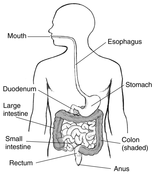 Drawing of the digestive tract. The mouth, esophagus, stomach, duodenum, large intestine, small intestine, colon (shaded), rectum, and anus are labeled.