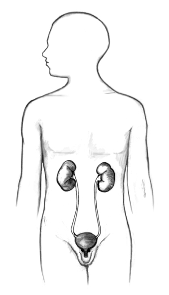 The male urinary tract within the outline of male body, which includes kidney, ureter, bladder, prostate and urethra.