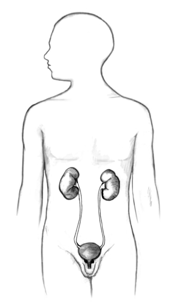 The male urinary tract within the outline of male body, which includes kidney, ureter, bladder, prostate and urethra.