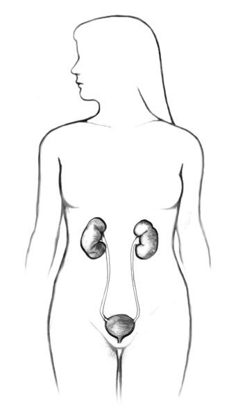 The female urinary tract within the outline of female body, which includes kidney, ureter, bladder, and urethra.