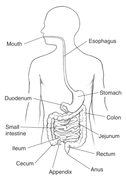 Drawing of the gastrointestinal tract and its organs within an outline of the human body. Labels point to esophagus, mouth, duodenum, stomach, small intestine, colon, ileum, jejunum, rectum, cecum, appendix and anus.