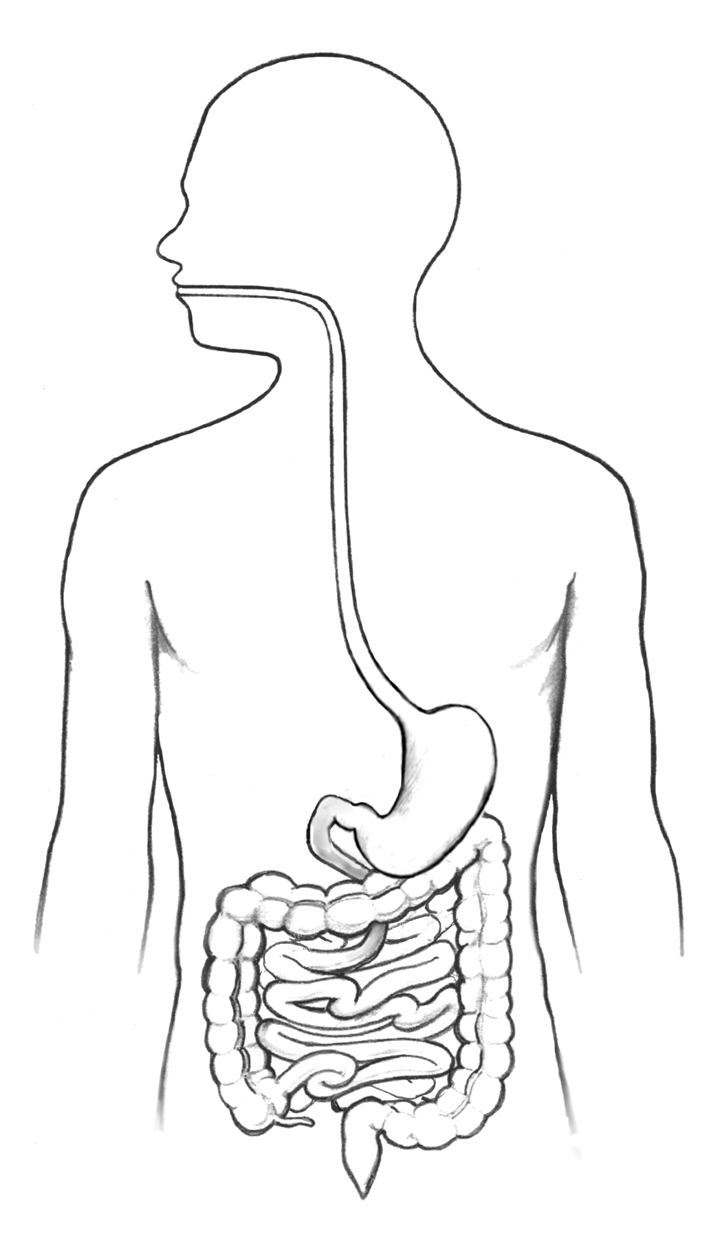 Gastrointestinal tract and its organs media asset niddk
