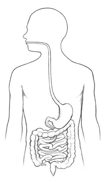 Drawing of the gastrointestinal tract and its organs within an outline of the human body.