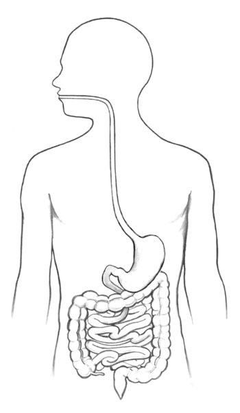 Drawing of the gastrointestinal tract and its organs within an outline of the human body.