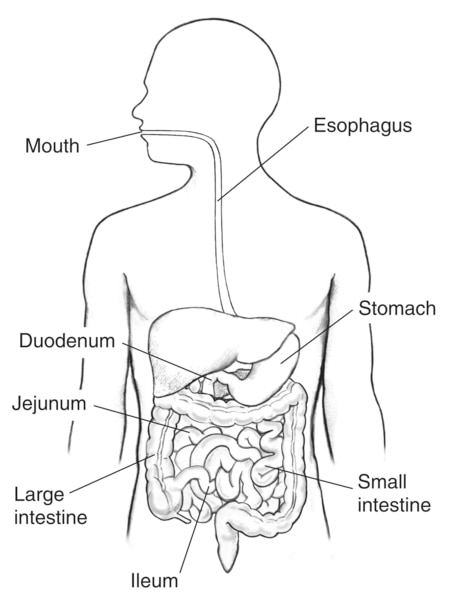 Digestive tract within an outline of a human body. The mouth, esophagus, stomach, duodenum, jejunum, large intestine, small intestine, and ileum are labeled.