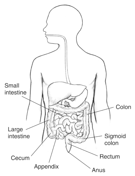 Drawing of the GI tract, with labels pointing to the small intestine, large intestine, colon, sigmoid colon, cecum, appendix, rectum, and anus.