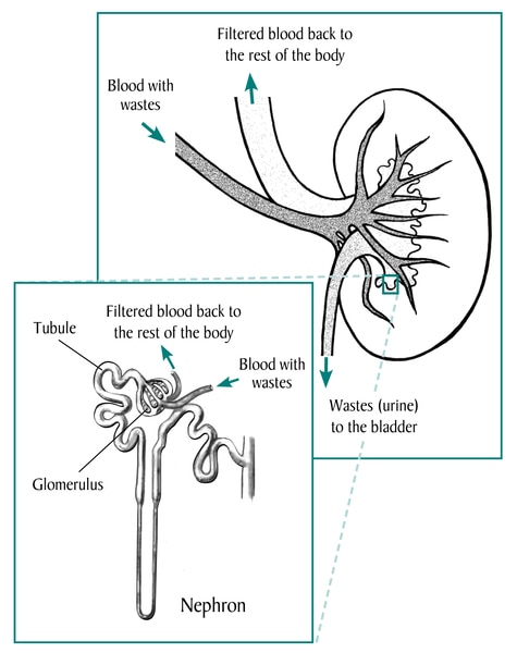 Drawing of the kidney. Labels point to blood with wastes enters the kidney, filtered blood exits, and wastes go to the bladder. Inset shows a nephron with glomerulus and tubule.