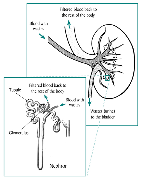 Drawing of the kidney. Labels point to blood with wastes enters the kidney, filtered blood exits, and wastes go to the bladder. Inset shows a nephron with glomerulus and tubule.