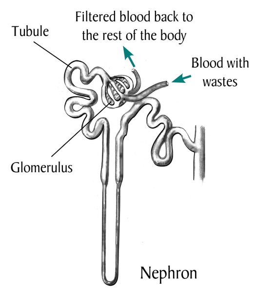Drawing of the nephron, with labels pointing to tubule, glomerulus. nephron, filtered blood back to the rest of the body, and blood with wastes.