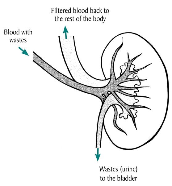 Drawing of the kidney with labels pointing to blood with wastes, filtered blood back to the rest of the body and wastes (Urine) to the bladder.