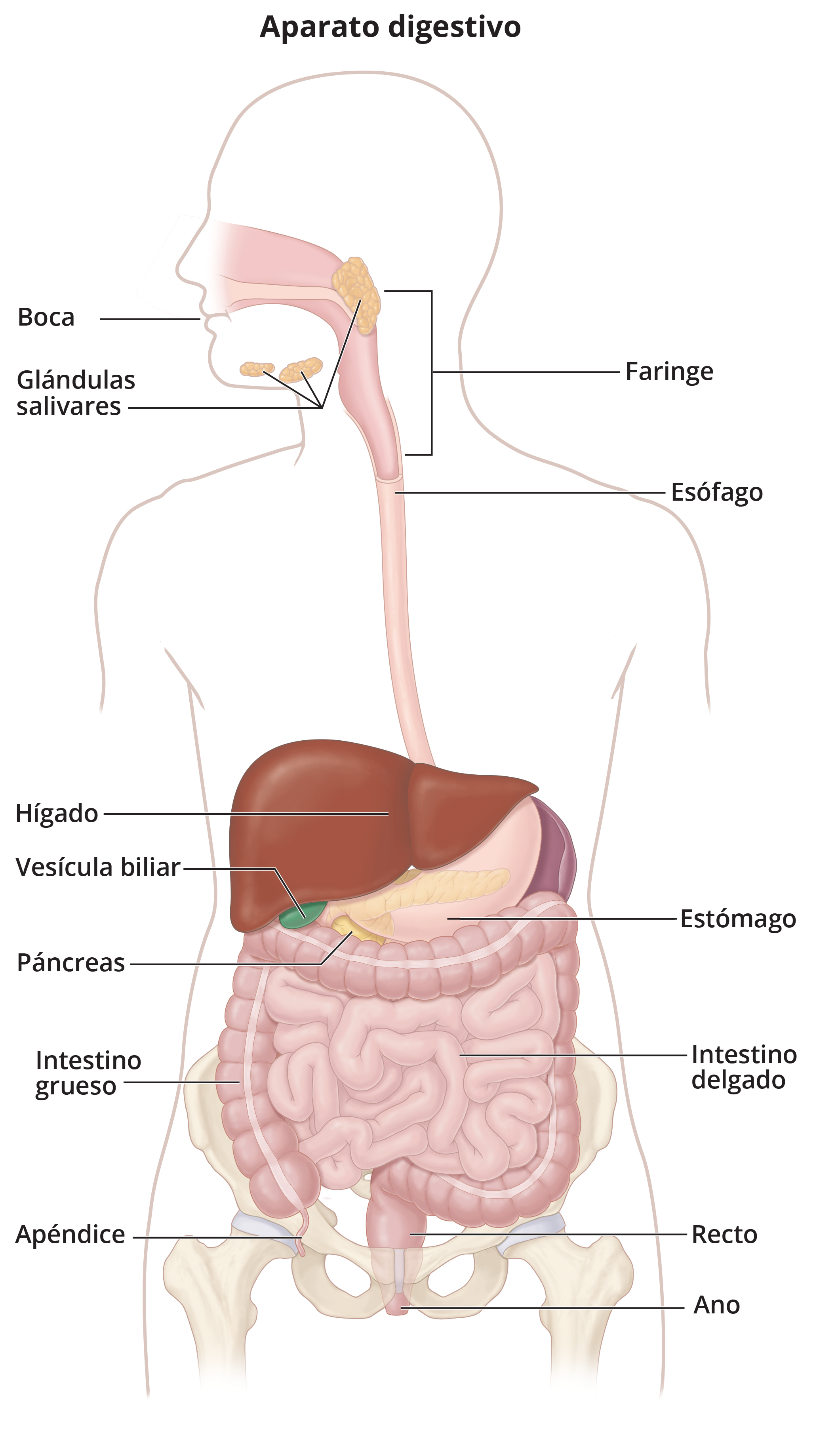 Sistema Digestivo con Etiquetas en Español - Media Asset - NIDDK, image size:2063x3676