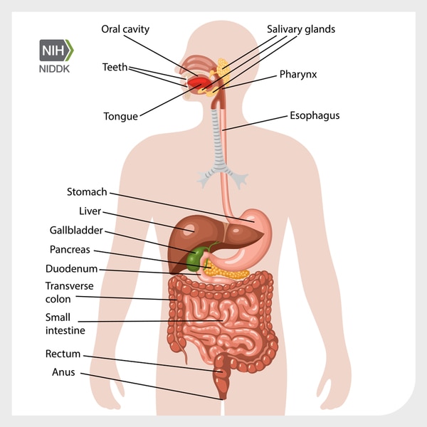 A labeled diagram of the human digestive system.