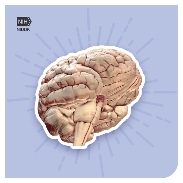 Human brain.