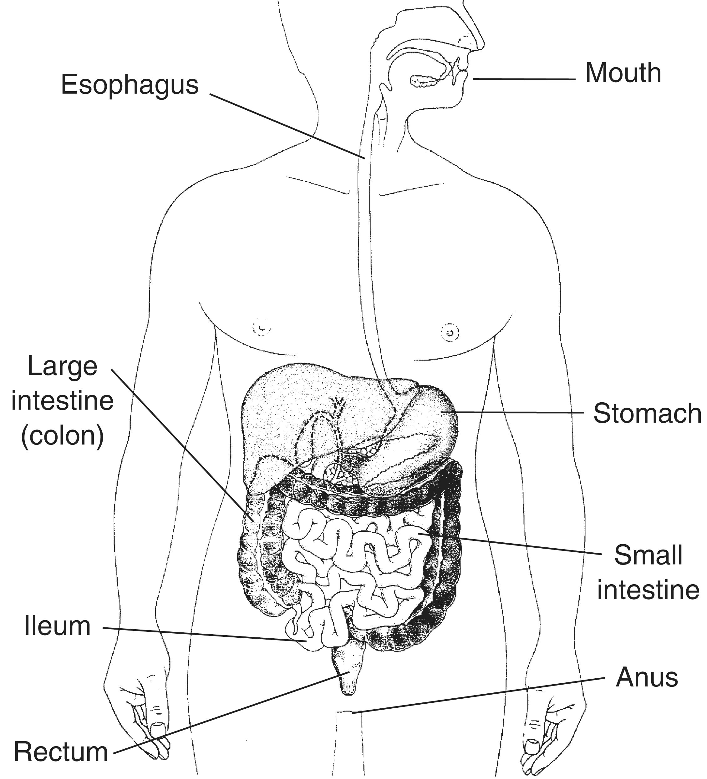 parts-of-digestive-system-buy-human-organ-system-formic-model-of