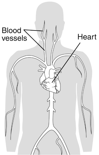Illustration of a body torso with the heart and blood vessels labeled.
