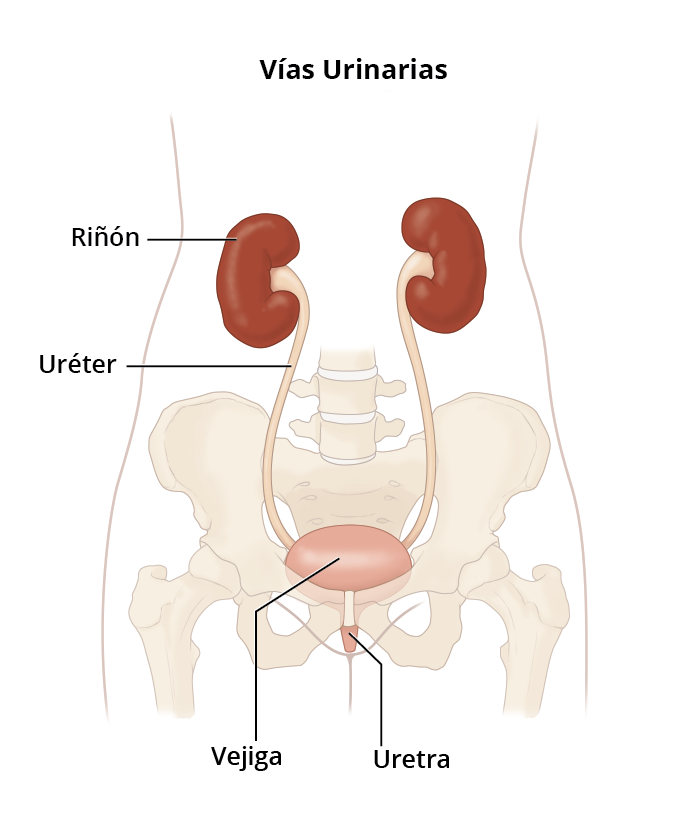 The urinary tract, which includes the kidneys, bladder, ureters, and urethra.