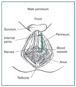 Drawing of the male perineum with scrotum, internal penis, perineum, nerves, blood vessels, tailbone, and anus labeled.