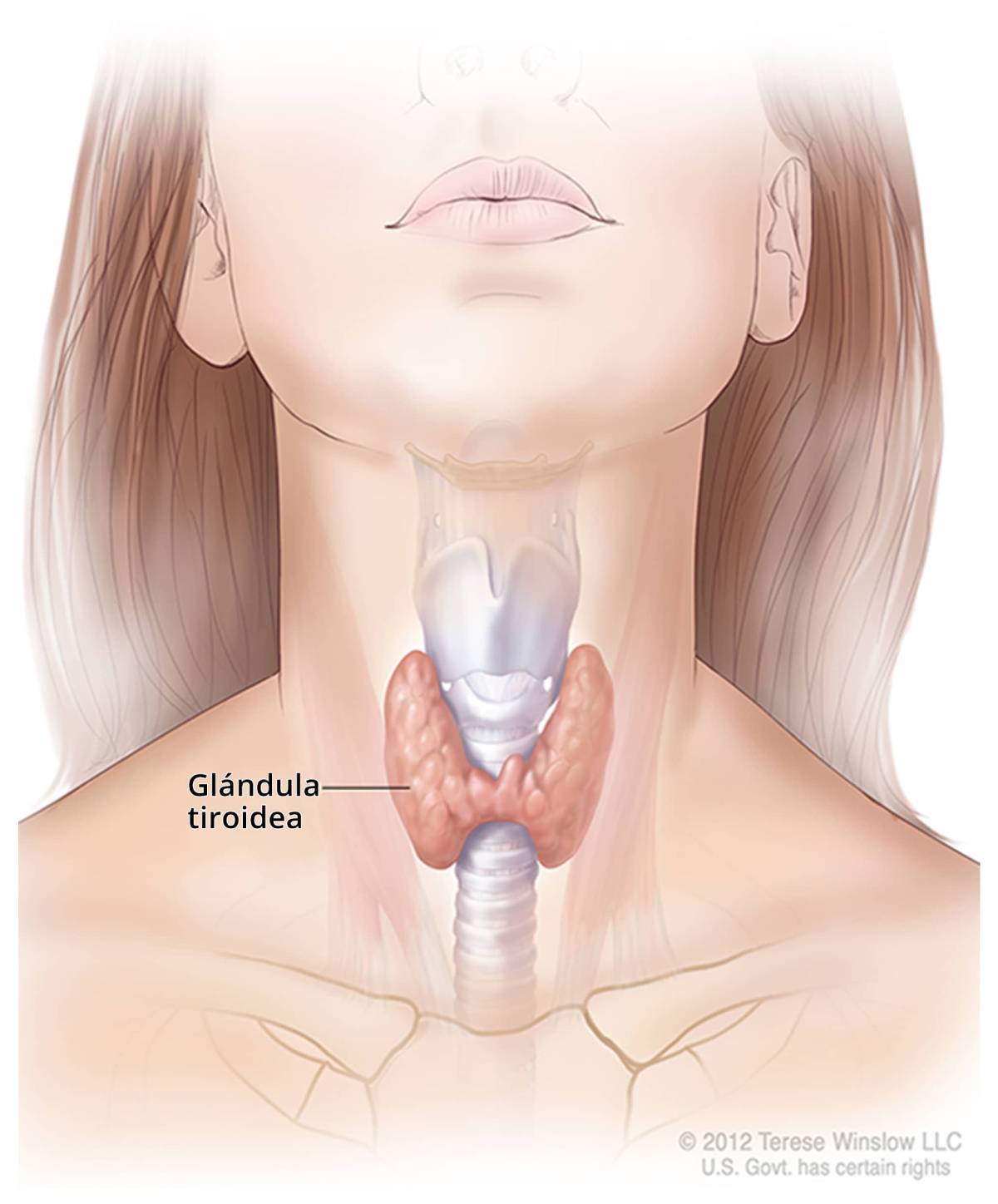 Ilustración de la tiroides y su ubicación en el cuello.