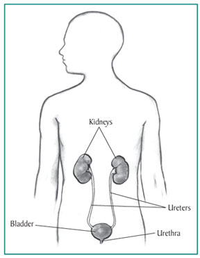 Drawing of the urinary tract inside the outline of the upper half of a human body. The kidneys, ureters, bladder, and urethra are labeled.