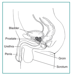 Drawing of the side view of the male urinary tract, with the bladder, groin, penis, prostate, scrotum, and urethra labeled.