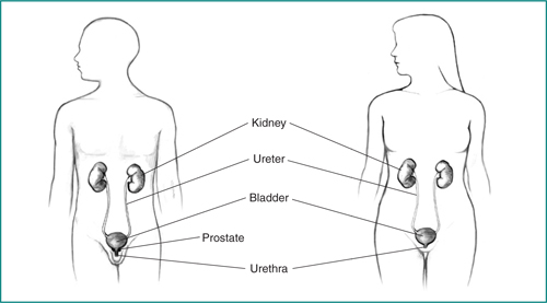 Drawing of male and female urinary tracts with the kidney, ureter, bladder, prostate (male), and urethra labeled.