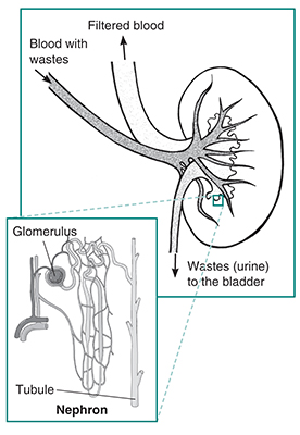 Drawing of a kidney. Labels show where blood with wastes enters the kidney, clean blood leaves the kidney, and wastes-urine-are sent to the bladder. An inset shows a microscopic view of a nephron. Labels point to the glomerulus and the tubule.