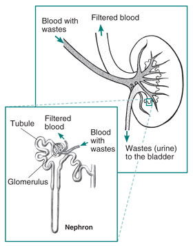 Drawing of the kidney. Blood with wastes enters the kidney, filtered blood exits, and wastes go to the bladder. Inset shows a nephron with glomerulus and tubule.