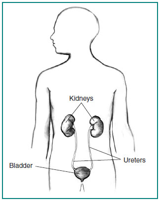Anatomical drawing of the kidneys, ureters, bladder, and urethra within the outline of a male figure.