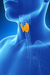 Endocrine Disease & Metabolic Disease